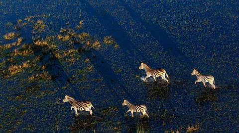 Zimbabwe Guided And Escorted Tours: Botswana Delta And Wildlife Explorer