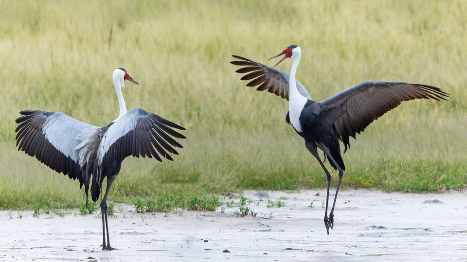 Botswana Delta and Wildlife Explorer - World Expeditions - Zimbabwe - Image 4