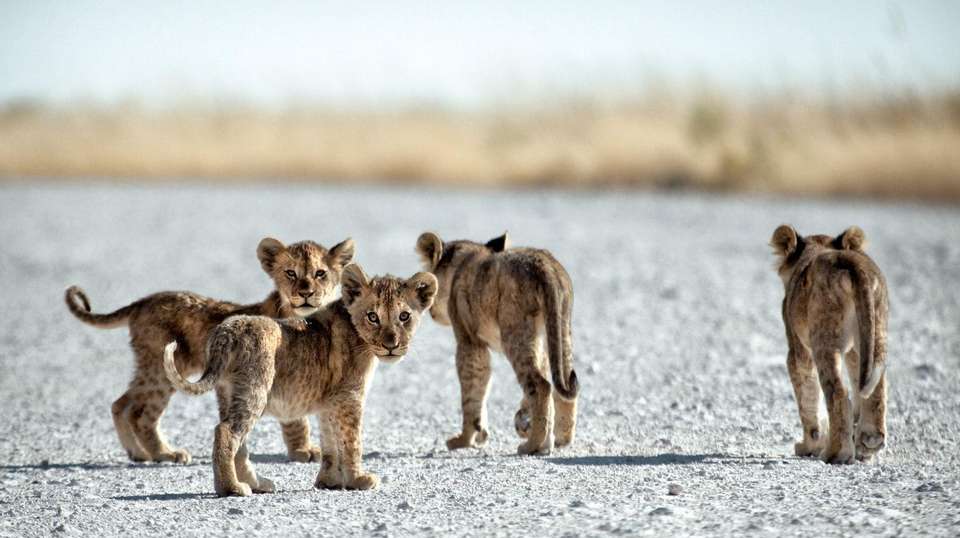 African Wildlife Explorer - World Expeditions - South Africa - Image 2