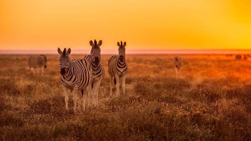 African Wildlife Explorer - World Expeditions - South Africa - Image 3