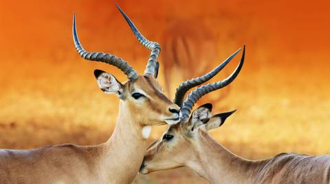 Adventure Tour: African Wildlife Explorer