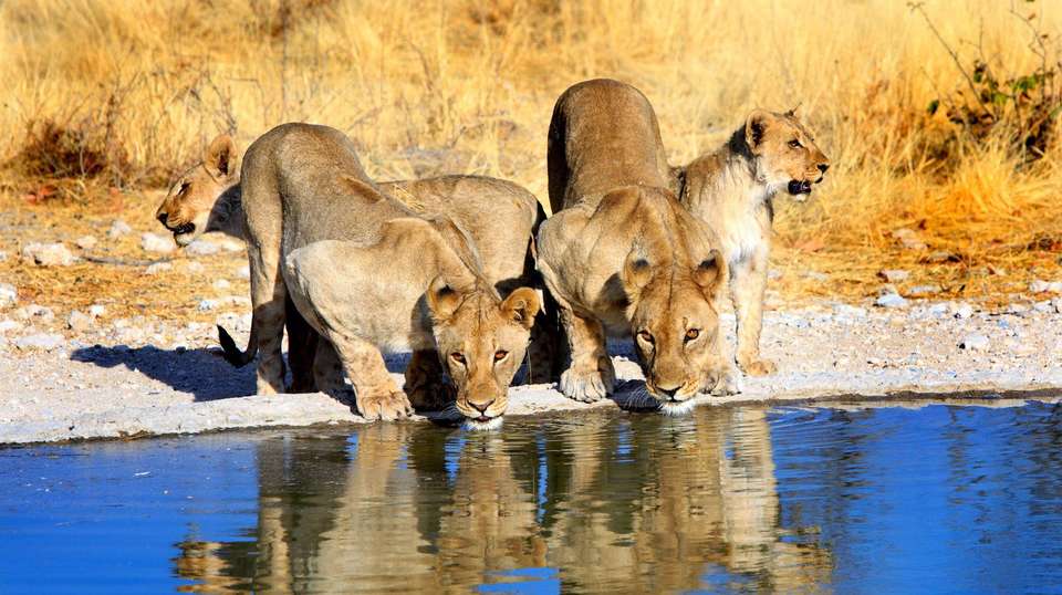 African Wildlife Explorer - World Expeditions - South Africa - Image 4