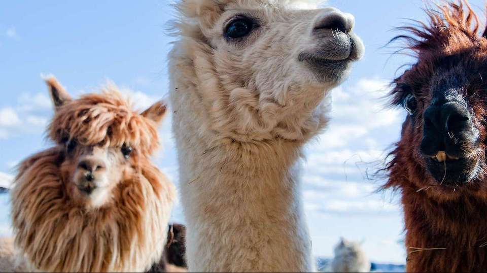 Upgraded - Discover Peru - Explore - Peru - Image 14