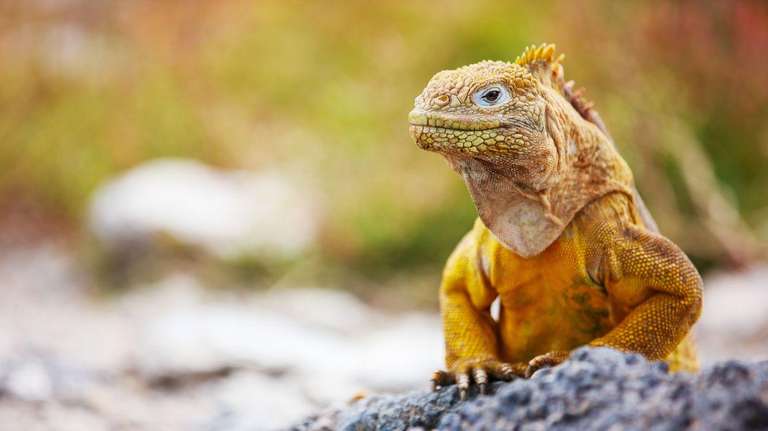 Quito Sailing, yachting and motor boating Tour: Complete Galápagos - Eden