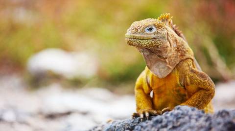 Complete Galápagos - Eden - January 2027