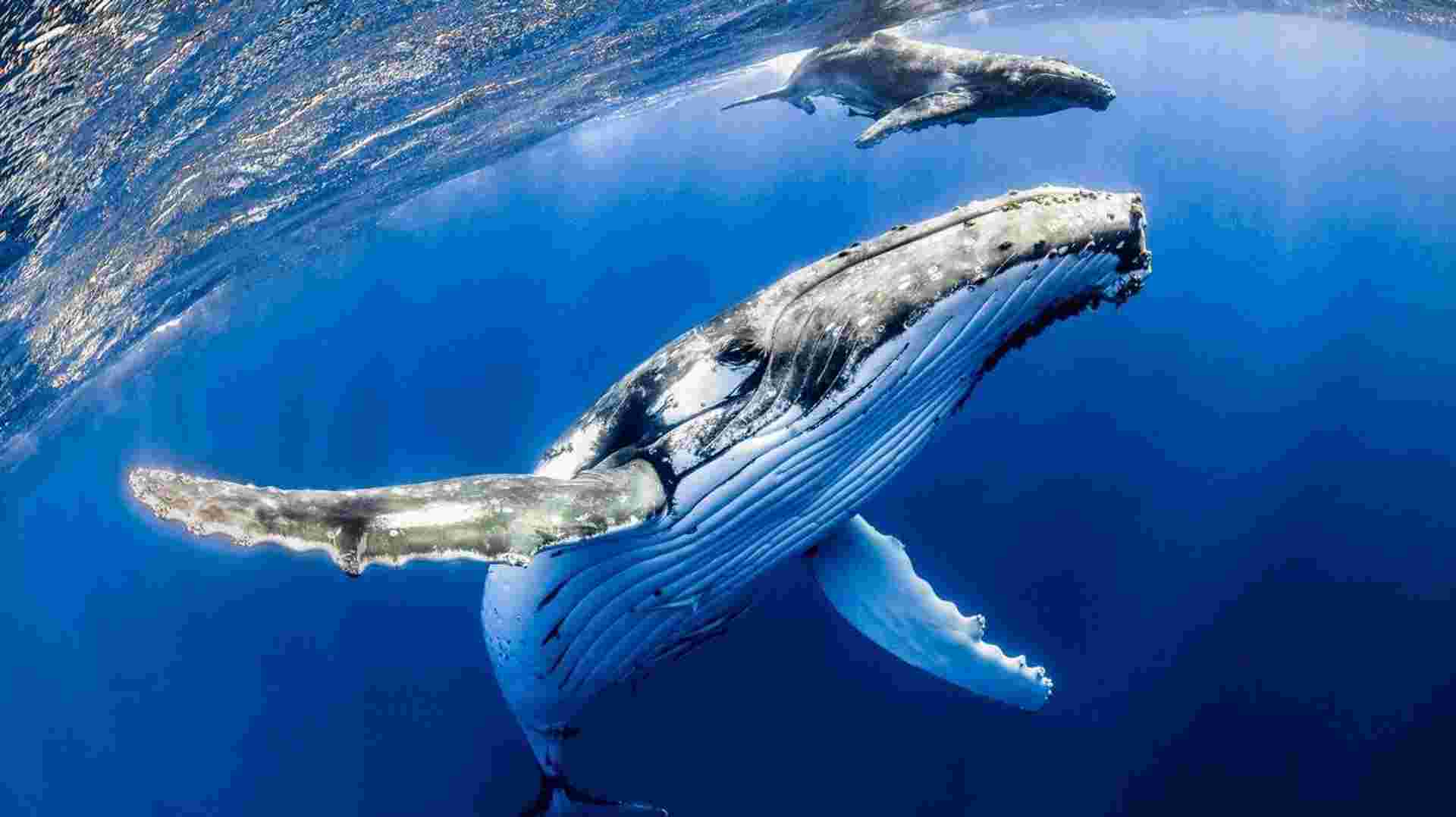 Tonga Whale Encounters