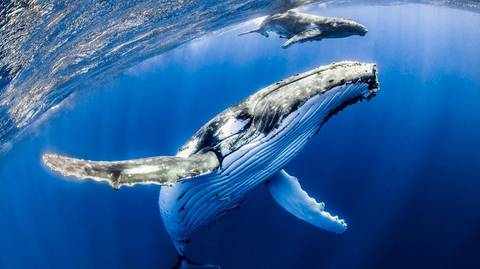 Beach Tour: Tonga Whale Encounters