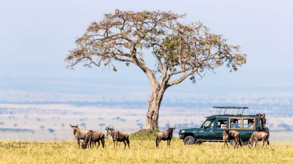 Savannahs & Sands - Encounters Travel - Kenya - Image 6