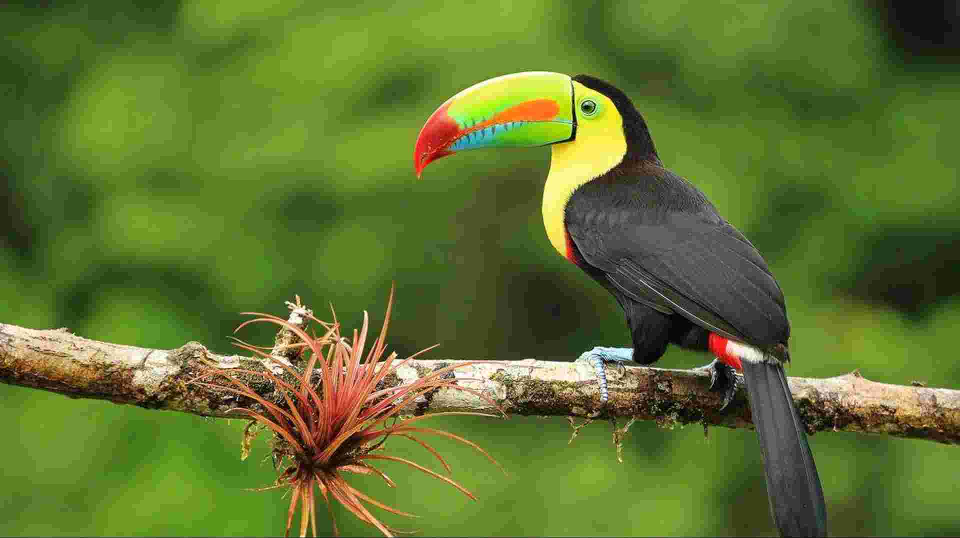 Costa Rica Wildlife Tour