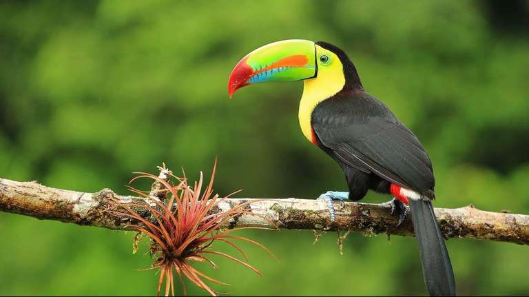 Central America Experienced Travelers Trips: Costa Rica Wildlife Tour