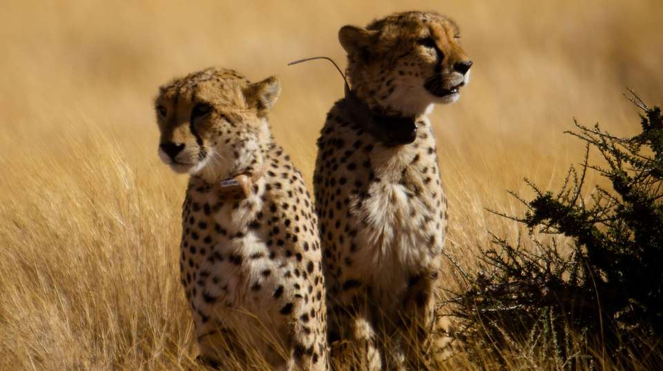 3 Day Sossusvlei Express - Chameleon Safaris Namibia - Namibia - Image 7