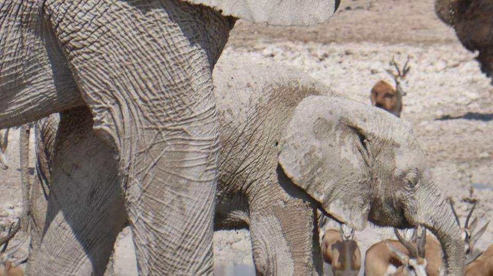 6 Day Dunes and Wildlife Lodging Safari - Chameleon Safaris Namibia - Namibia - Image 7