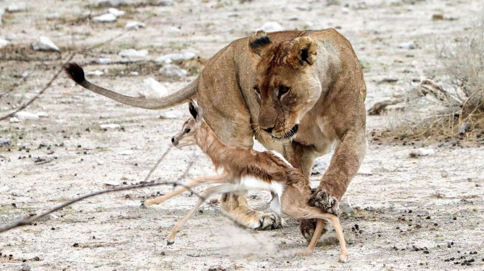 6 Day Dunes and Wildlife Lodging Safari - Chameleon Safaris Namibia - Namibia - Image 6