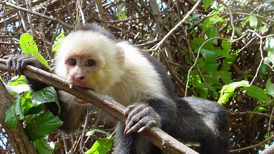 Costa Rica Family Vacation - Green World Adventures - Costa Rica