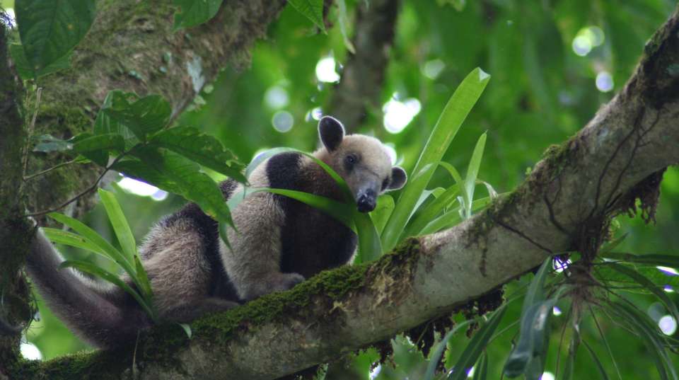 Costa Rica Five Star Experience - Green World Adventures - Costa Rica - Image 3