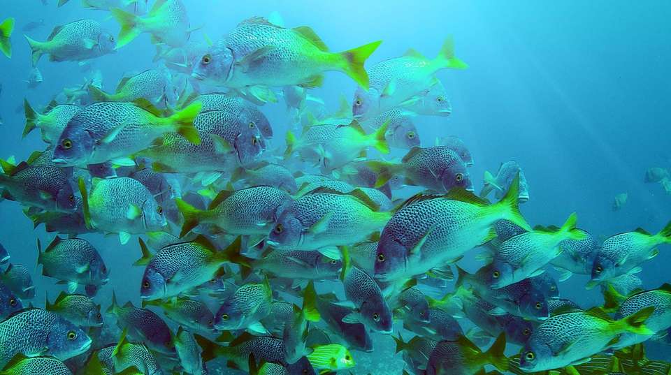 Costa Rica Five Star Experience - Green World Adventures - Costa Rica - Image 4