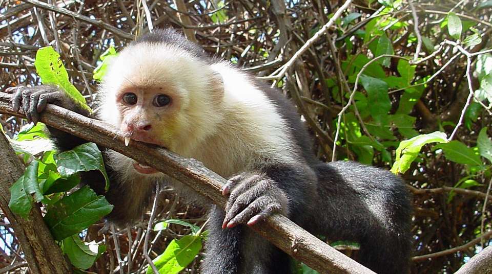 Costa Rica Five Star Experience - Green World Adventures - Costa Rica - Image 9