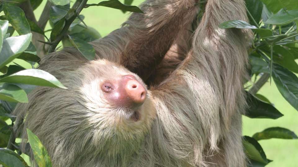 Costa Rica Five Star Experience - Green World Adventures - Costa Rica - Image 10