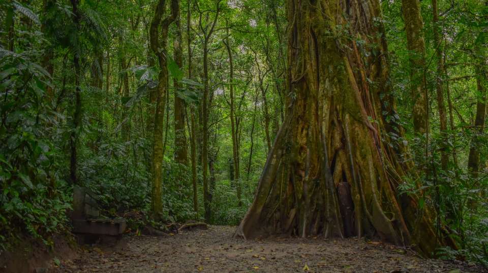 Arenal Volcano & Monteverde Cloud Forest - Green World Adventures - Costa Rica - Image 3