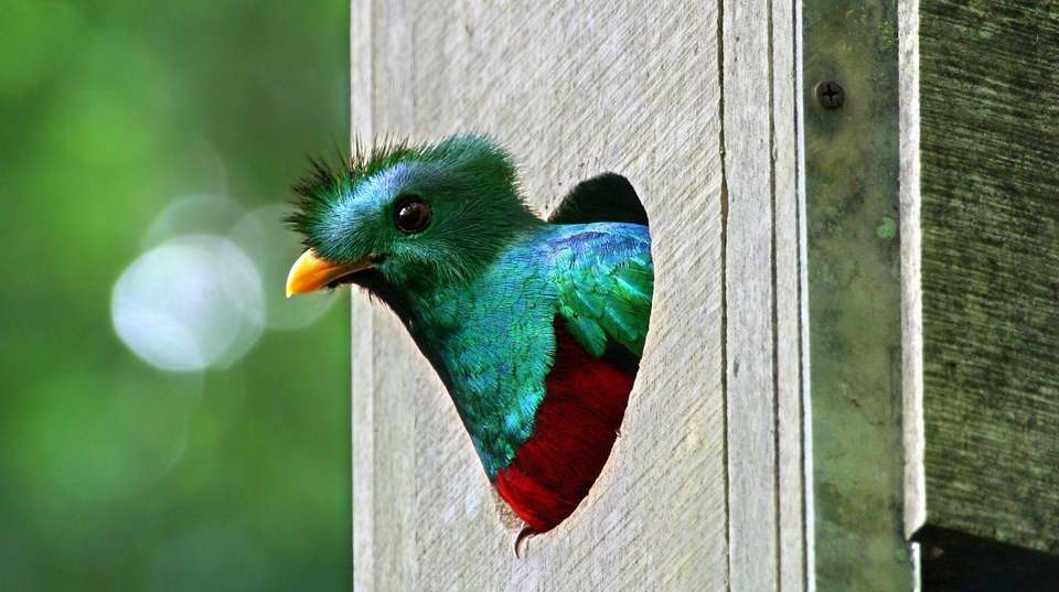 Arenal Volcano & Monteverde Cloud Forest - Green World Adventures - Costa Rica - Image 5