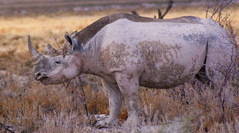 4 Day Etosha & Swakopmund Adventure - Chameleon Safaris Namibia - Namibia - Image 4