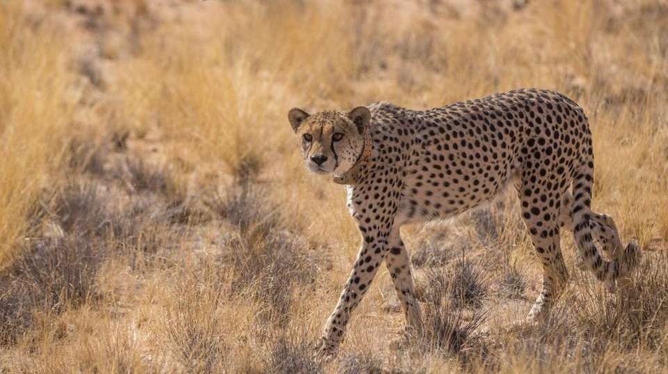 7 Day Taste of Namibia Lodge Safaris - Chameleon Safaris Namibia - Namibia - Image 4