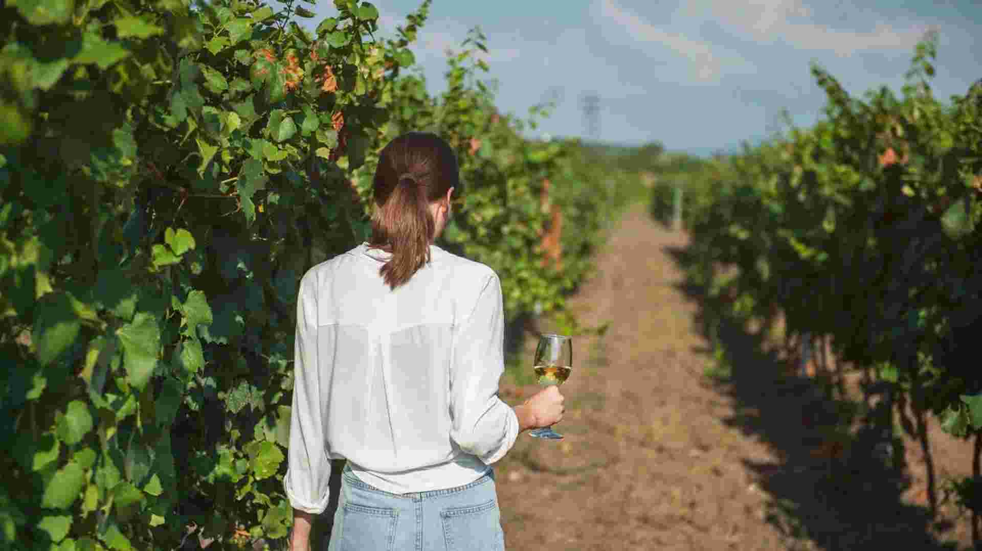 Bordeaux Vineyard Walk