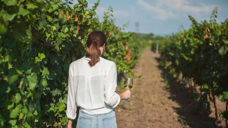 Bordeaux Vineyard Walk trip - alternative tour available