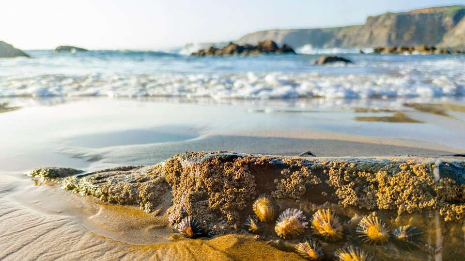 Rota Vicentina: to the Algarve - Utracks - Portugal - Image 3