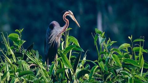 Travel Deals: Exotic Kerala