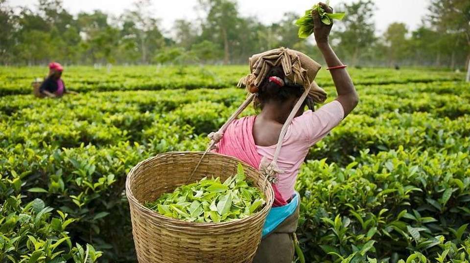 Exotic Kerala - Gets Holidays Pvt Ltd - India - Image 3