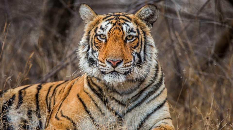 Taj, Tigers & Majestic Forts - Bout India Tours Pvt Ltd - India - Image 2