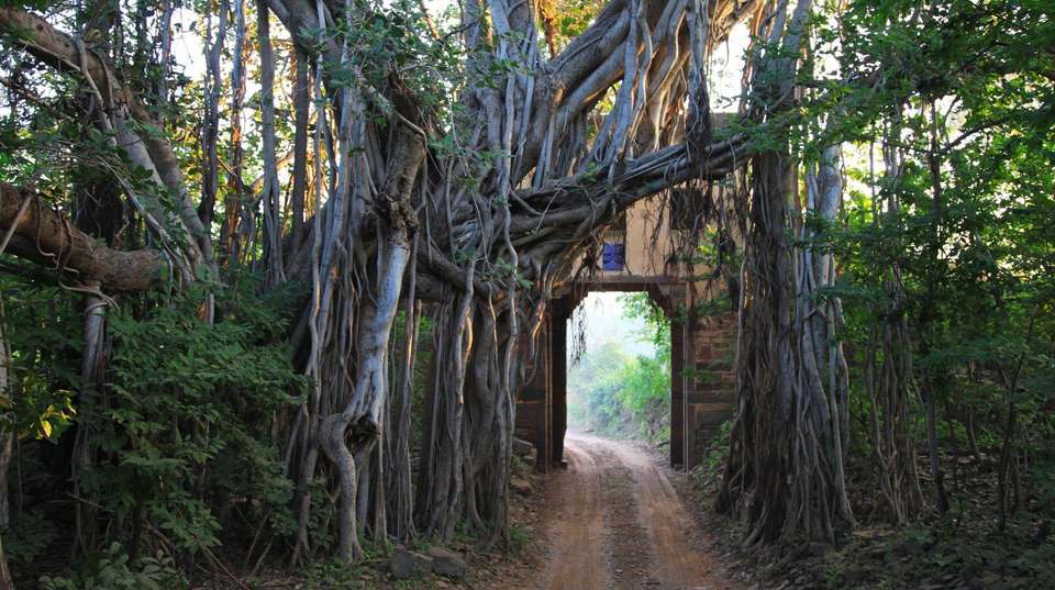 Taj, Tigers & Majestic Forts - Bout India Tours Pvt Ltd - India - Image 5