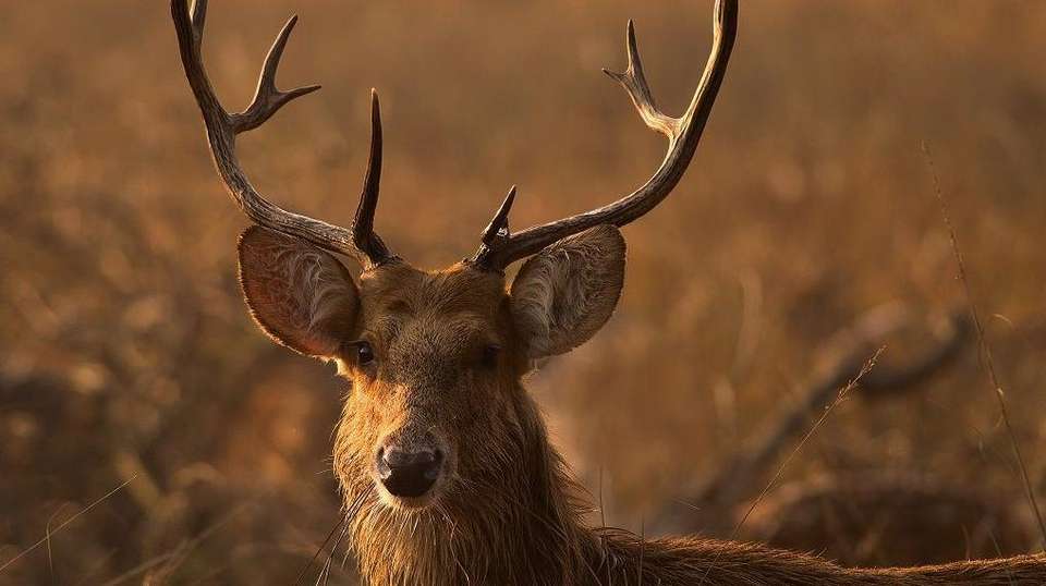 Madhya Pradesh Wildlife Tour - Gets Holidays Pvt Ltd - India - Image 3