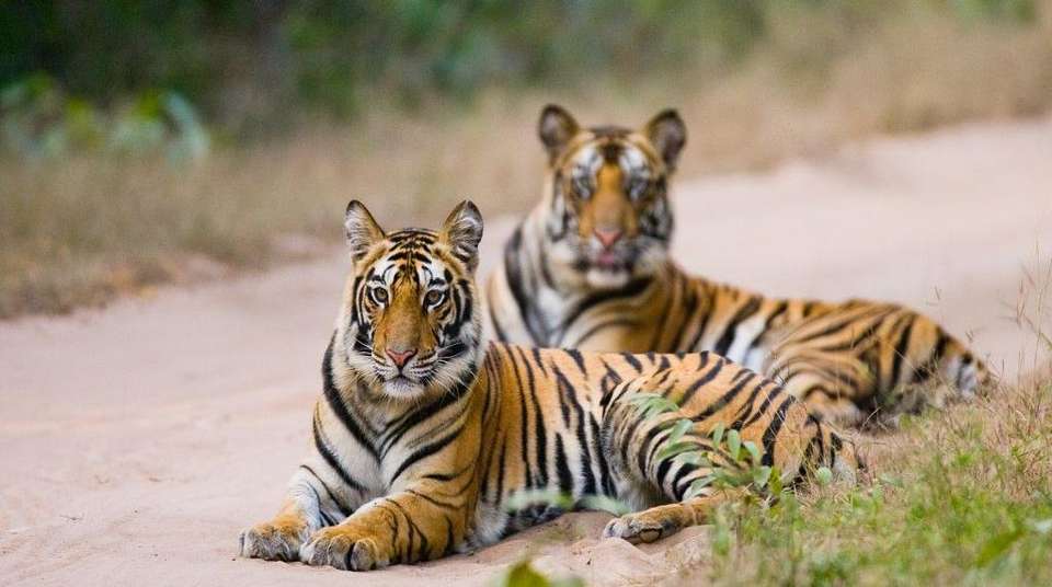Madhya Pradesh Wildlife Tour - Gets Holidays Pvt Ltd - India - Image 6