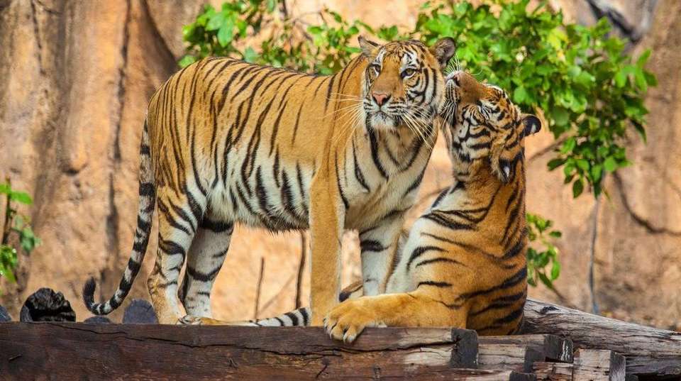 Golden Triangle with Ranthambore and Varanasi - Gets Holidays Pvt Ltd - India - Image 4