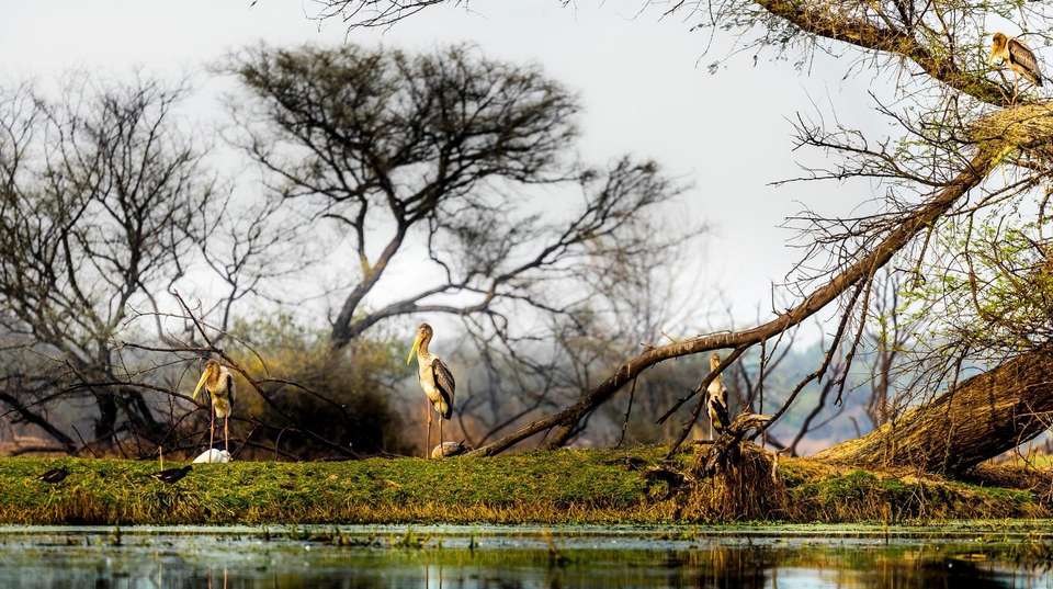 Rustic Rajasthan - Bout India Tours Pvt Ltd - India