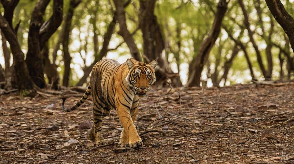 Rustic Rajasthan - Bout India Tours Pvt Ltd - India