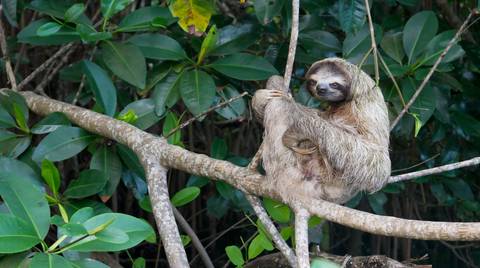 Solo Trips: Explore Tortuguero: The Amazon Of Costa Rica