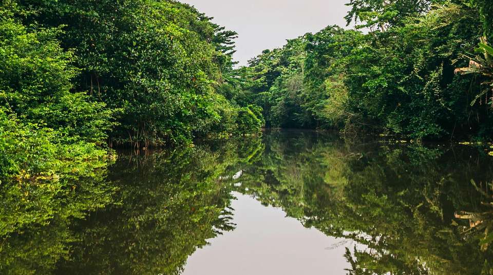 Explore Tortuguero: The Amazon of Costa Rica  - Green World Adventures - Costa Rica - Image 3