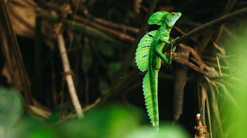 Explore Tortuguero: The Amazon of Costa Rica  - Green World Adventures - Costa Rica - Image 4
