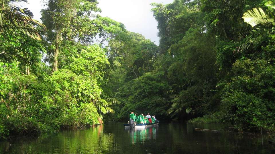 Explore Tortuguero: The Amazon of Costa Rica  - Green World Adventures - Costa Rica - Image 6