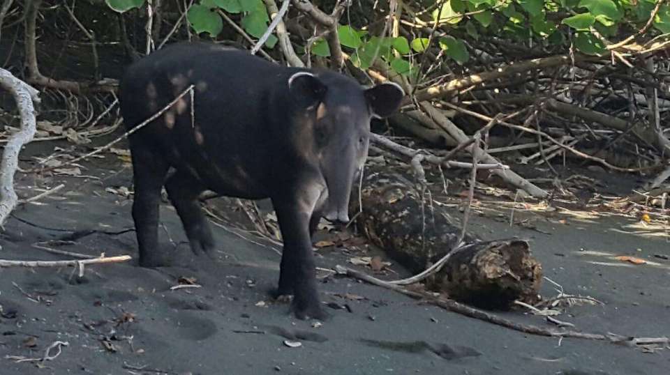 Four Days in Osa Peninsula: Corcovado National Park - Green World Adventures - Costa Rica - Image 3