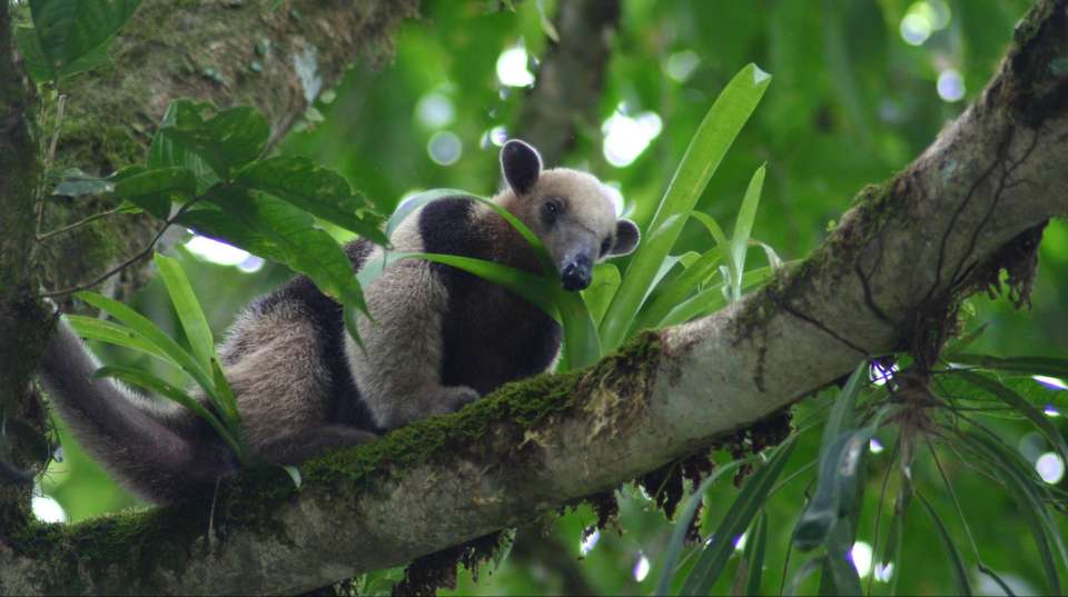 Four Days in Osa Peninsula: Corcovado National Park - Green World Adventures - Costa Rica - Image 5
