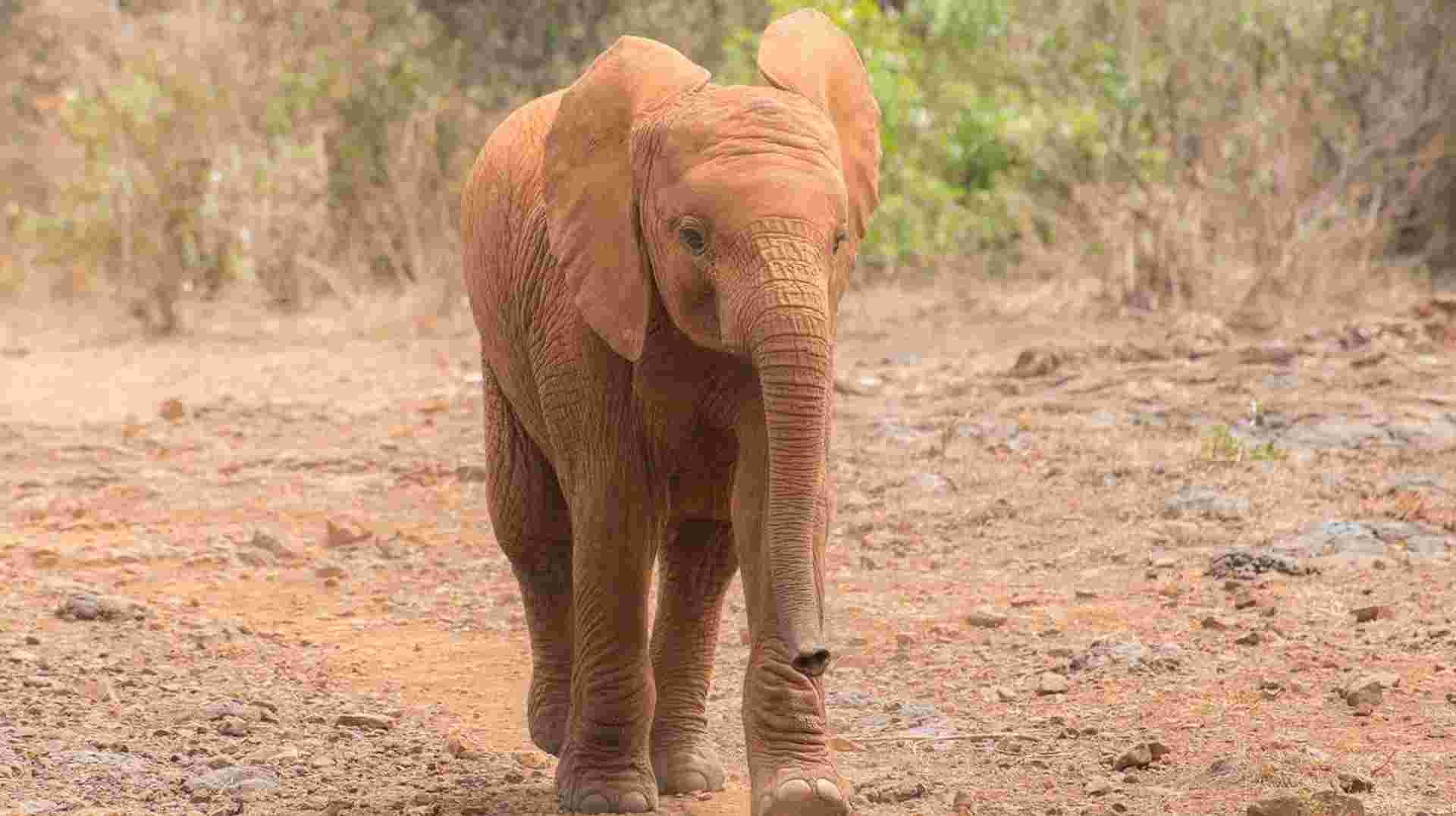 Nairobi Half-Day Tour to Sheldrick Wildlife Trust 