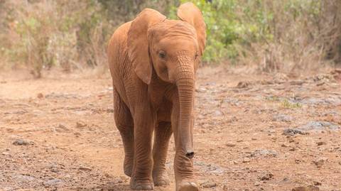 Nairobi Half-day Tour To Sheldrick Wildlife Trust - Winter Tours