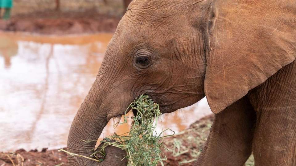 Nairobi Half-Day Tour to Sheldrick Wildlife Trust - Gracepatt Ecotours Kenya - Kenya - Image 4