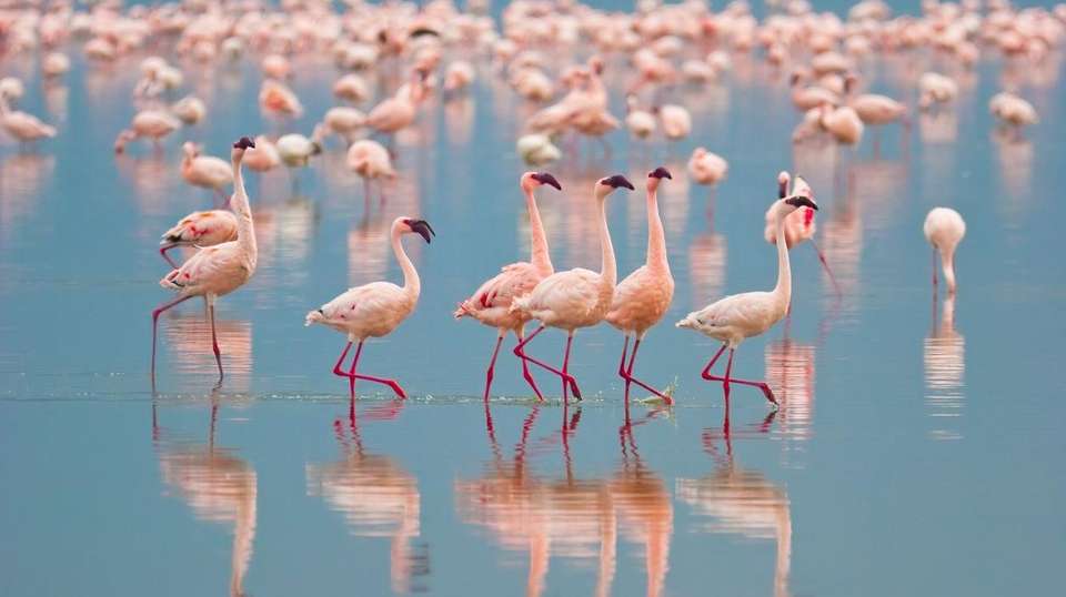 5-Day Affordable Wildlife Safari in Kenya - Gracepatt Ecotours Kenya - Kenya - Image 3