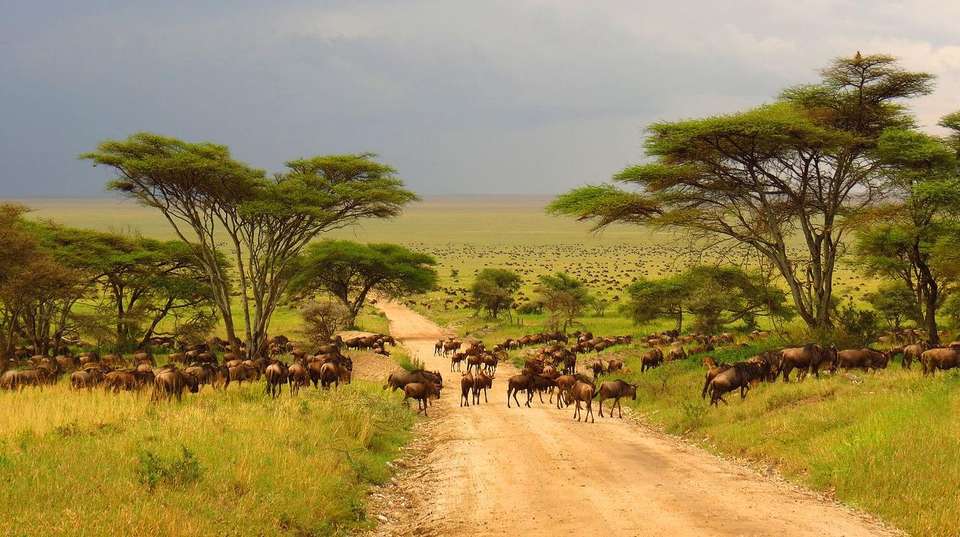 5-Day Affordable Wildlife Safari in Kenya - Gracepatt Ecotours Kenya - Kenya - Image 4