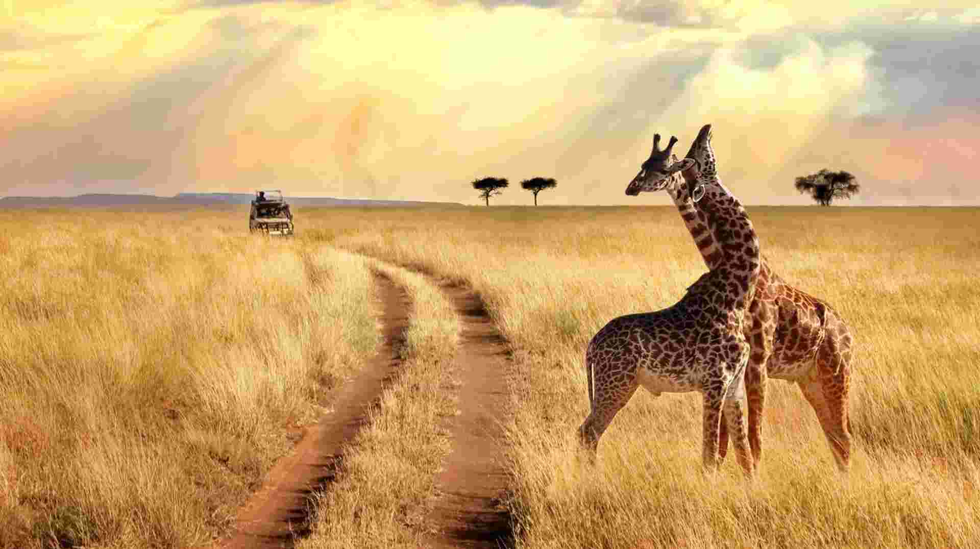 5-Day Affordable Wildlife Safari in Kenya
